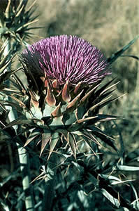 Photo of Artichoke Thistle