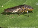 Picture of Glassy-winged Sharpshooter.