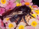 Photo of a bee on a flower.