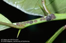 Photo shows brown-colored bugs on a tree branch.