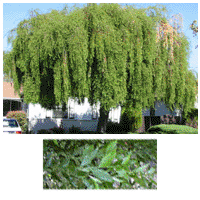 Green Showers Mayten Tree