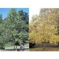 Heritage River Birch Tree