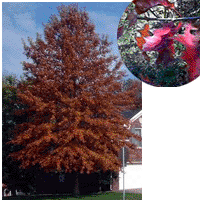 Pin Oak Tree