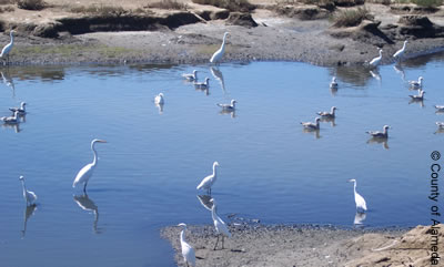 Photo of birds in Burrow Ditch.