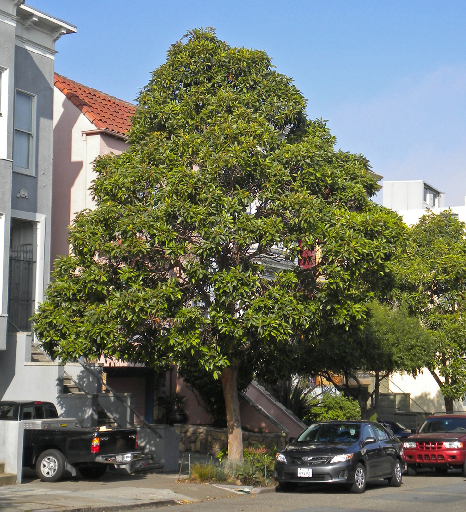 Shade trees such as the Brisbane box will be planted throughout the unincorporated communities of Ashland and Cherryland.